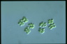 Microcystis