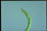 Euglena deses