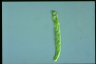 Euglena deses