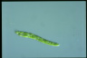 Euglena deses