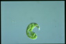 Euglena deses