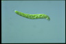 Euglena deses