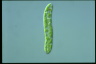 Euglena deses