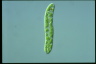 Euglena deses