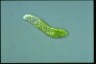 Euglena