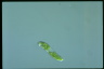 Euglena