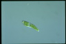 Euglena