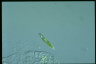 Euglena gracilis