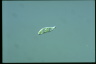 Euglena gracilis