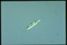 Euglena gracilis