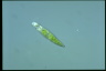 Euglena granulata