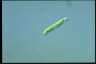 Euglena