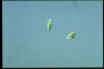 Euglena agilis