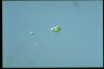 Euglena pisciformis