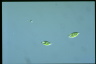 Euglena pisciformis