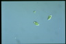 Euglena pisciformis