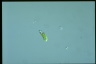 Euglena pisciformis