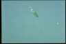 Euglena agilis