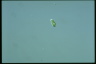 Euglena pisciformis