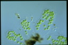 Apiocystis