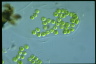 Apiocystis