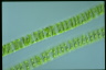 Spirogyra porticalis