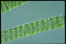 Spirogyra porticalis