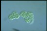 Microcystis