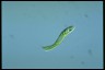 Euglena oxyuris