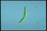 Euglena oxyuris