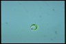 Euglena