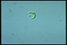 Euglena