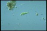 Euglena