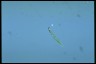 Euglena