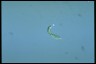 Euglena