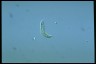 Euglena