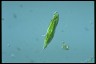 Euglena tripteris