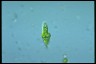 Euglena