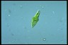 Euglena