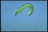 Euglena deses