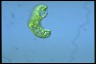 Euglena deses