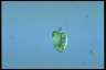 Euglena deses