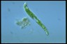 Euglena deses