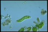 Euglena deses