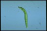 Euglena deses