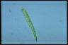 Euglena deses