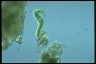 Euglena deses