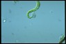 Euglena deses