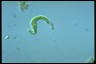 Euglena deses