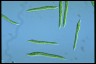 Euglena mutabilis